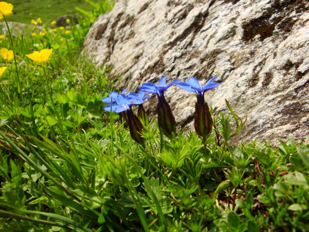Gentiana verna subsp. verna